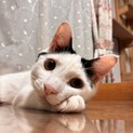 まねきねこのような子！超陽キャラなパピオくん