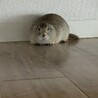 リチャードソンジリスのメス(1歳）里親募集！ サムネイル2