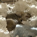 リチャードソンジリスのメス(1歳）里親募集！