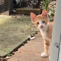 元気な子猫