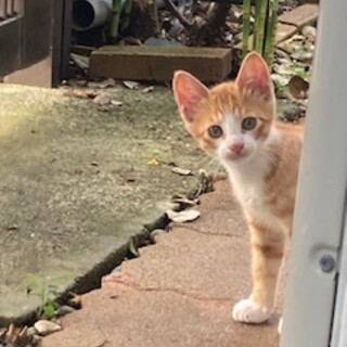 元気な子猫