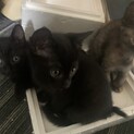 5月5日産まれの仔猫の里親さん募集