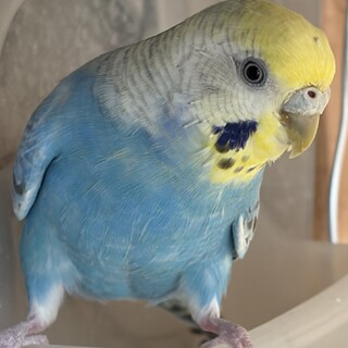 もう一つ掲載の鳥と2羽一緒に飼って頂ける方