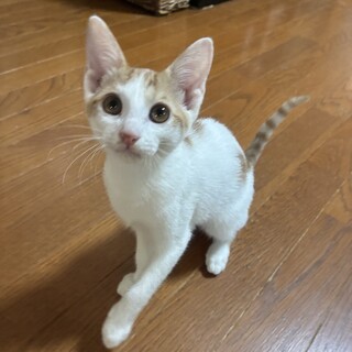 7/26高田馬場★てんてんちゃん甘えん坊元気印女子