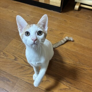 7/26高田馬場★てんなしくん★ご飯命の元気印男子