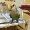 鳥4羽飼ってます