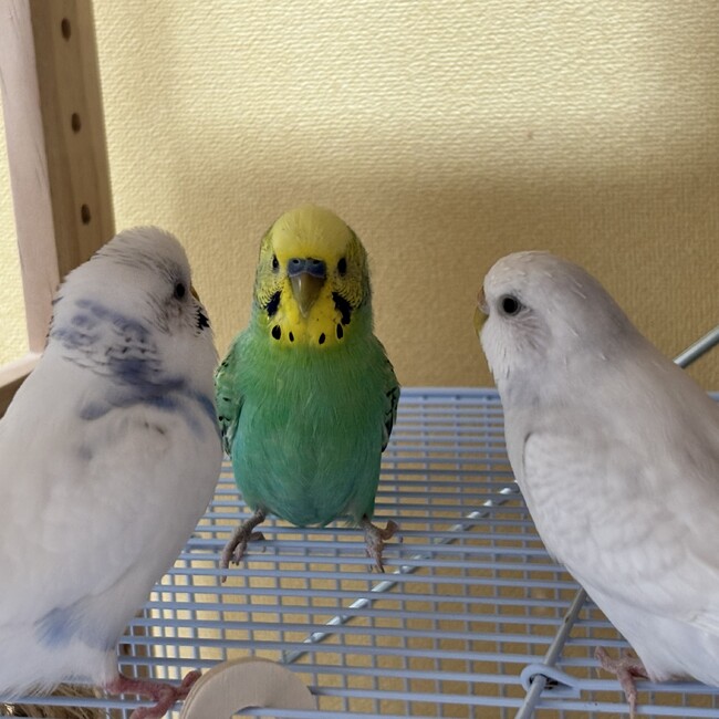鳥4羽飼ってますのカバー写真
