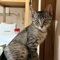 推定2ヶ月の元気な子ねこ