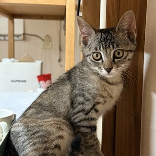 メインクーンMIX × 北海道が募集対象」保護猫の里親募集情報 :: ペット