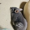 チンチラ 里親募集中です。 サムネイル2