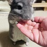 チンチラ 里親募集中です。 サムネイル3