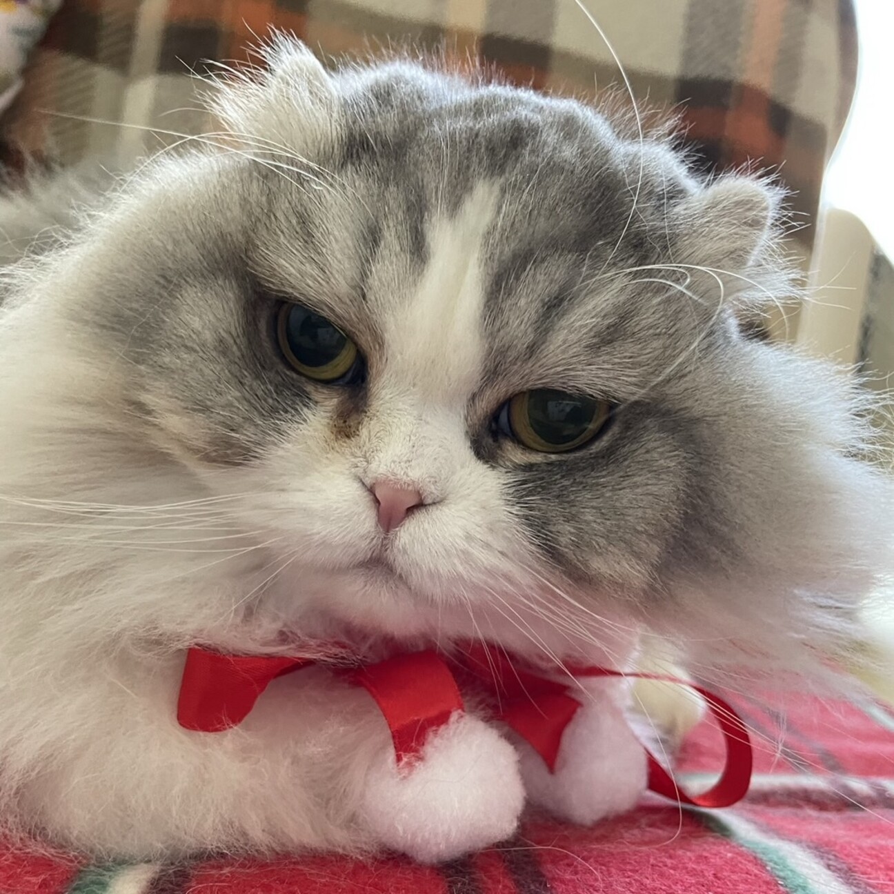 1匹での暮らしを希望☆長」東京都 - 猫の里親募集(545799