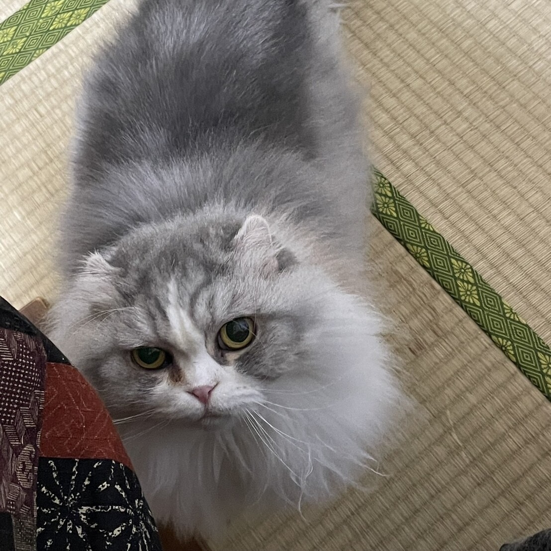 1匹での暮らしを希望☆長」東京都 - 猫の里親募集(545799) 3枚目の