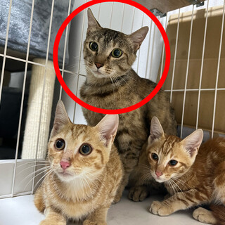キジトラのお母さん