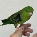 サザナミインコちゃんです。