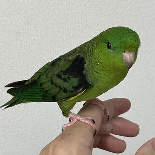 サザナミインコちゃんです。