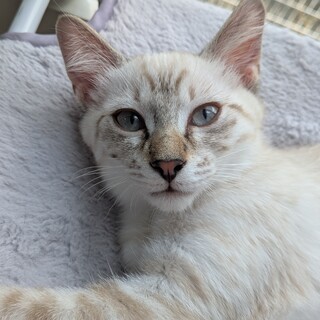 サバ白 × 香川県が募集対象」保護猫の里親募集情報 :: ペットのおうち