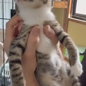 甘えん坊　キジ白くん　3ヶ月