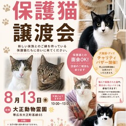 保護猫譲渡会