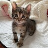 5月半ば生まれ兄妹（サビのりんちゃん）