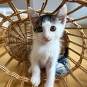 5月半ば生まれ兄妹（キジ白のハクちゃん）