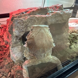 里親さん早期で探しています。協力お願いします。