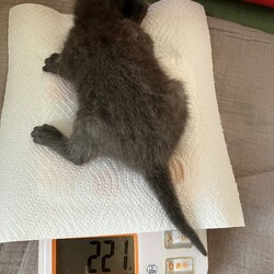 13日目、体重200gを超えました
