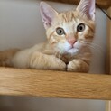 綺麗な茶トラ男子 推定生後2ヶ月の子ねこ