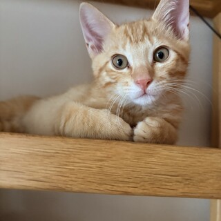 綺麗な茶トラ男子 推定生後2ヶ月の子ねこ