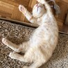 茶トラ男の子 生後約2ヶ月 サムネイル3