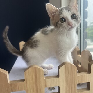 無限ゴロゴロ聞かせます‪‪❤︎‬ゴロ子ちゃん