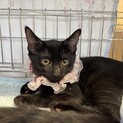 いちごちゃん