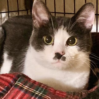 【10/12⭐️泉大津にて譲渡会】参加猫ムッシュ君