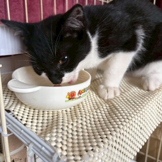 抱っこが大好きパッチ