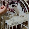 遊ぶの大好きローリー サムネイル3
