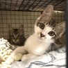 クリっとした目が魅力的！ミルちゃん ３カ月 サムネイル4