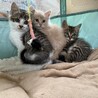クリっとした目が魅力的！ミルちゃん ３カ月 サムネイル5