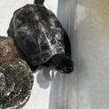 クサガメ17年