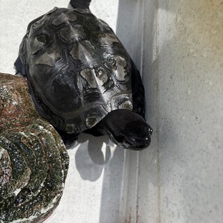 クサガメ17年