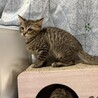 慎重な正統派イケメン！うみ君 ３カ月 サムネイル2