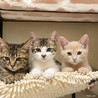 慎重な正統派イケメン！うみ君 ３カ月 サムネイル3
