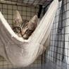慎重な正統派イケメン！うみ君 ３カ月 サムネイル4