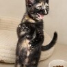 低体温から復活！一番元気なビビちゃん︎ 3カ月 サムネイル2