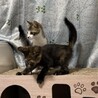 低体温から復活！一番元気なビビちゃん︎ 3カ月 サムネイル4