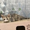 パステルミケ！アピール女子の ぱるちゃん 3カ月 サムネイル3