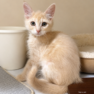 �N���[�����g���̒j�̎q �`���C���� 3�J��