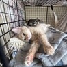 クリーム茶トラの男の子 チャイくん 3カ月 サムネイル3