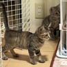 見た目はおっとり！玩具は渡さない！ひな 3カ月 サムネイル4