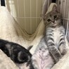 パステル系のグレーサビ めいちゃん 3カ月 サムネイル2