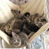 パステル系のグレーサビ めいちゃん 3カ月 サムネイル3